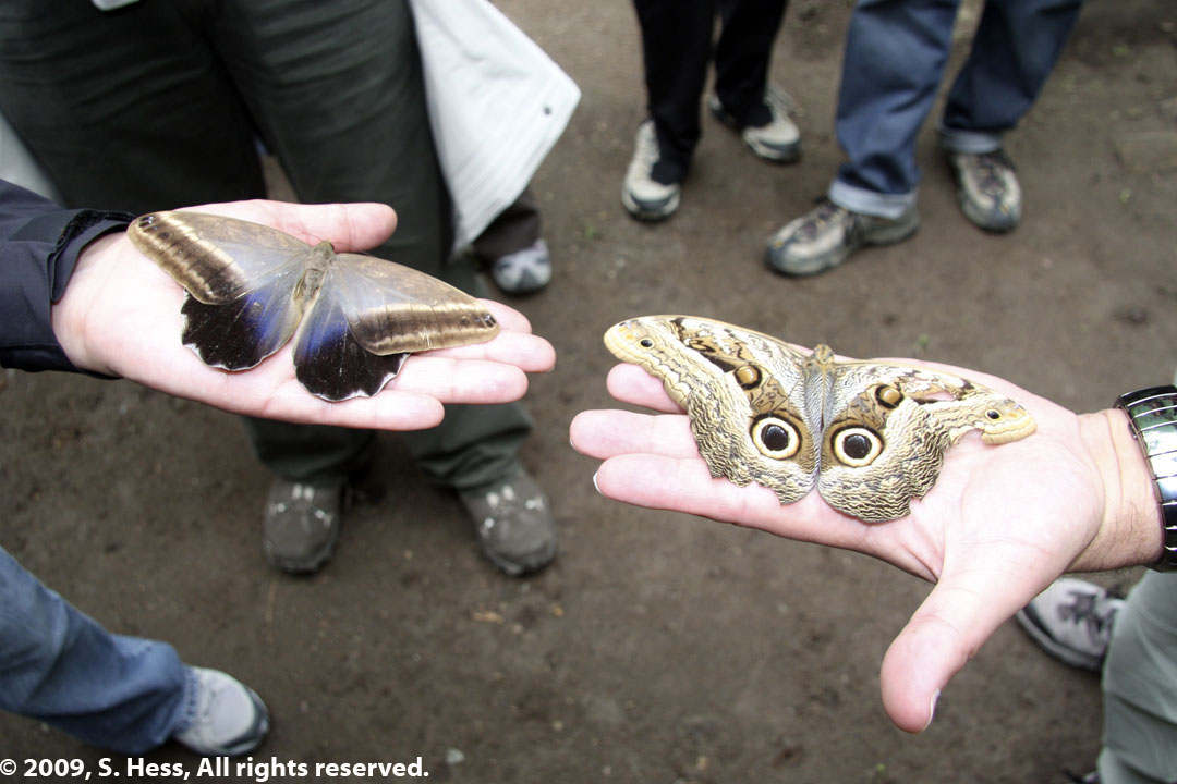front and back of Owl Butterfly